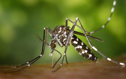 Generalidades y biologí­a del mosquito tigre